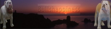 Bullshappiness �levage de bulldog anglais in Netherlands or Nederlands ou Pays-bas ou La Hollande